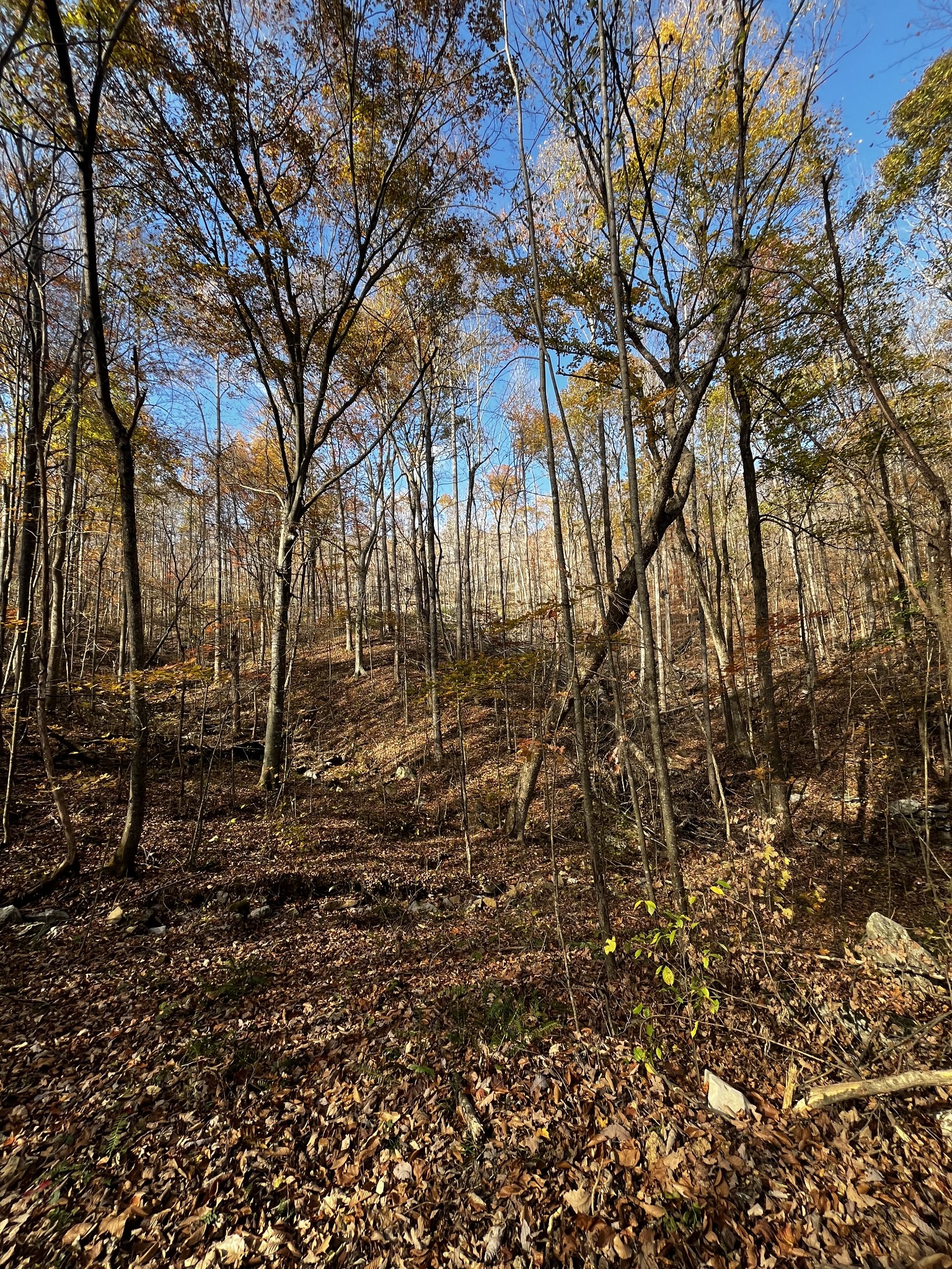 1 Northcutts Cv Road McMinnville, TN 37110 - Photo 13 of 14 a backyard of a house with lots of green space