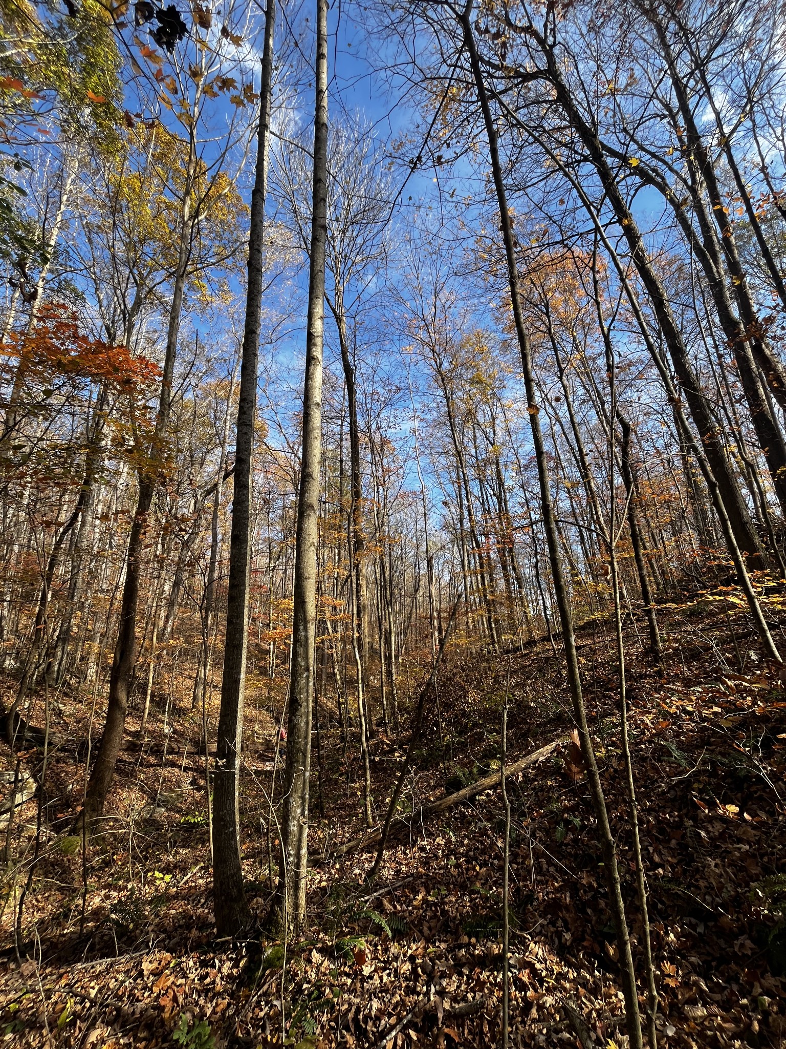 1 Northcutts Cv Road McMinnville, TN 37110 - Photo 14 of 14 a view of a yard