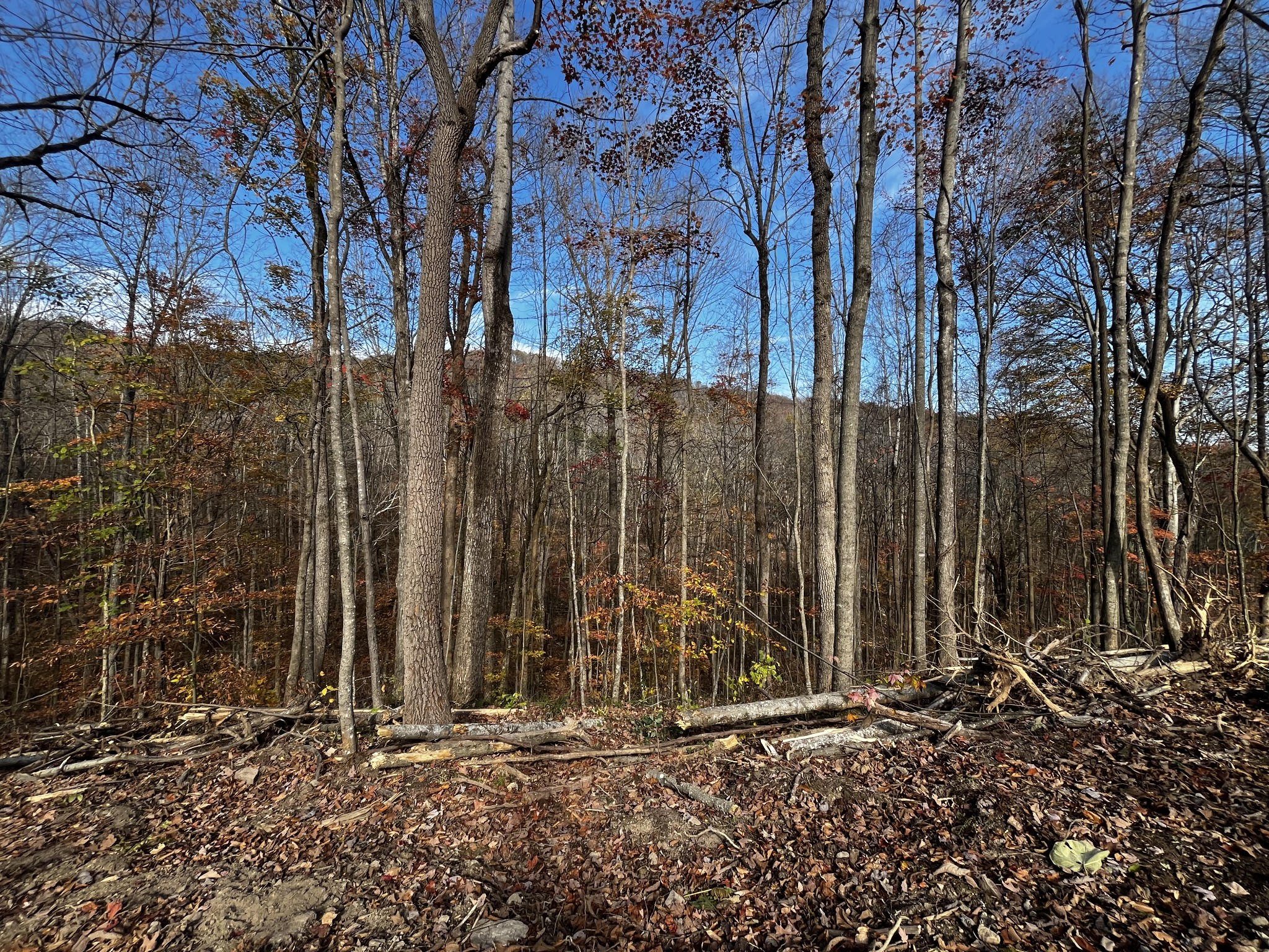 1 Northcutts Cv Road McMinnville, TN 37110 - Photo 10 of 14 a view of a wooden door with a tree