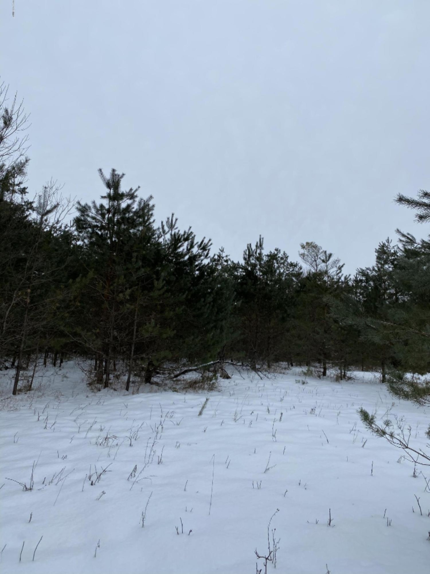 24.94-ac Jouppi Road Kaleva, MI 49645 - Photo 6 of 11 724DA588-062F-439B-A422-FCEE78C0C755