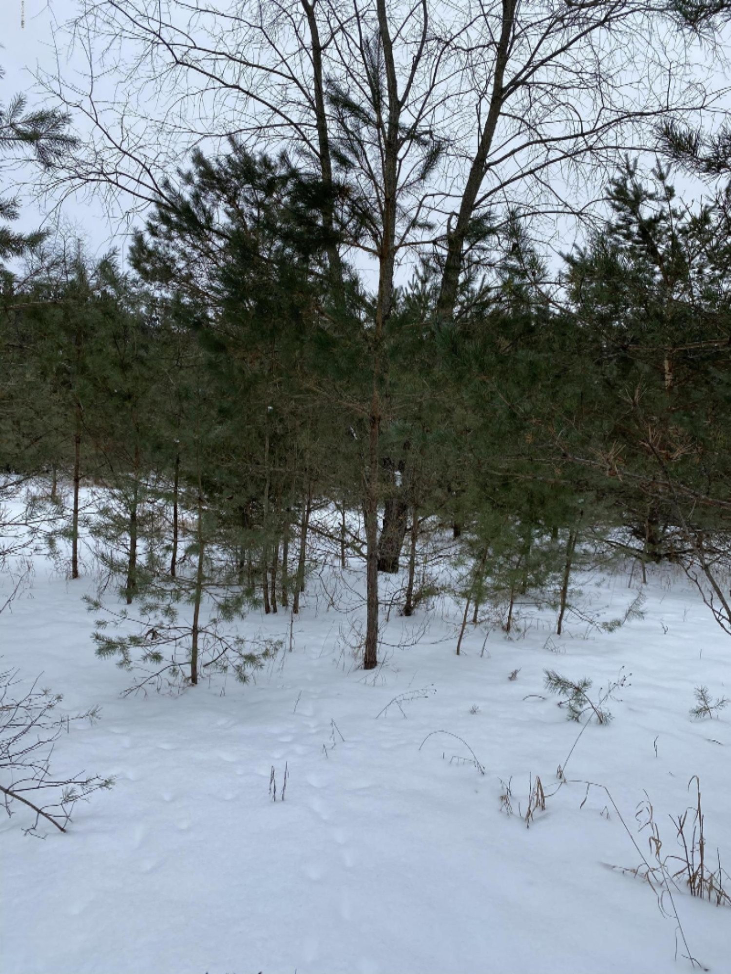 24.94-ac Jouppi Road Kaleva, MI 49645 - Photo 10 of 11 87627129-56BE-4EC7-8527-8B95C2BDDBD3