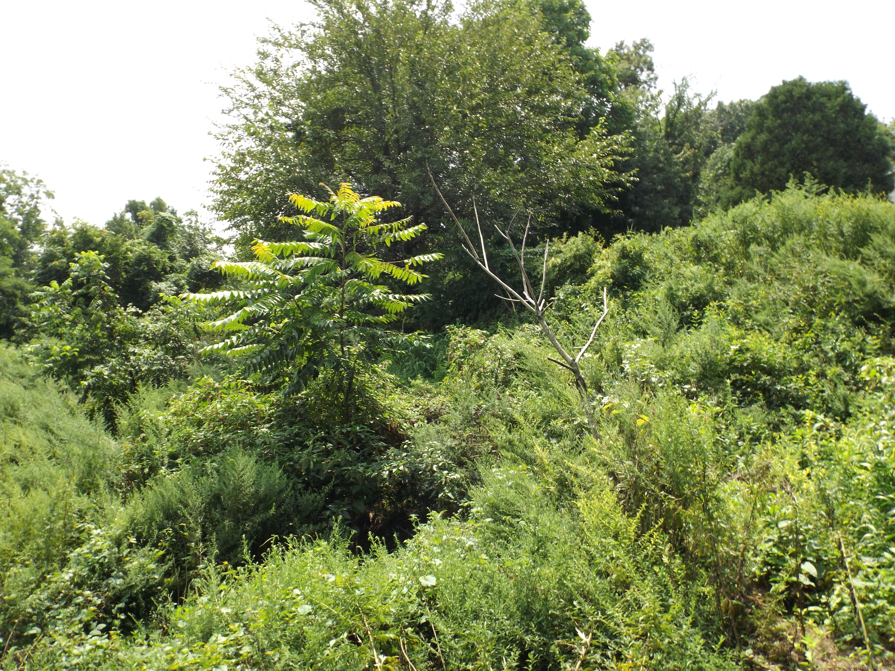 926 Hart Street Bridgeport, CT 06606 - Photo 11 of 32 a view of a lush green forest