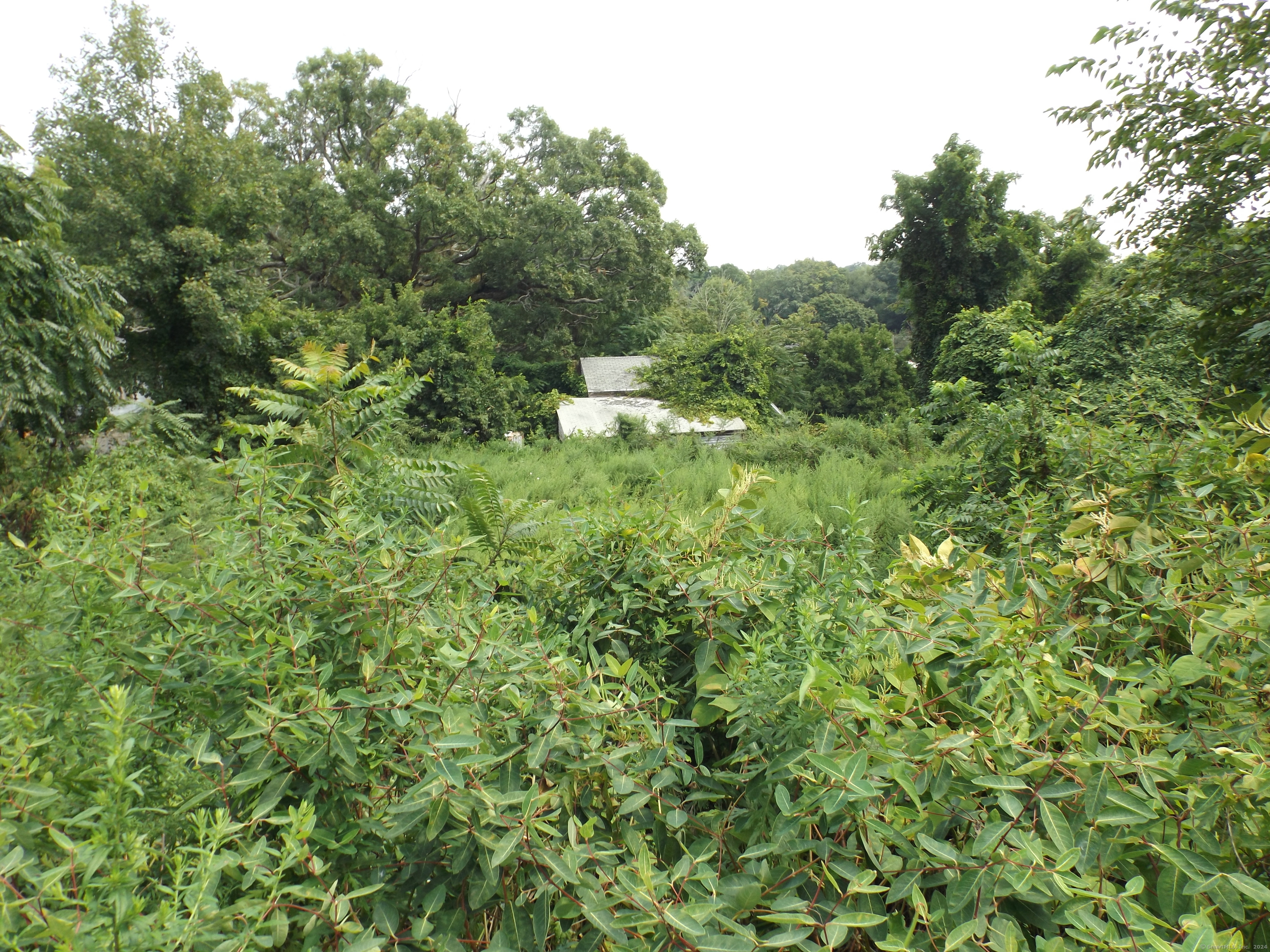 926 Hart Street Bridgeport, CT 06606 - Photo 12 of 32 a view of a lush green forest with large trees