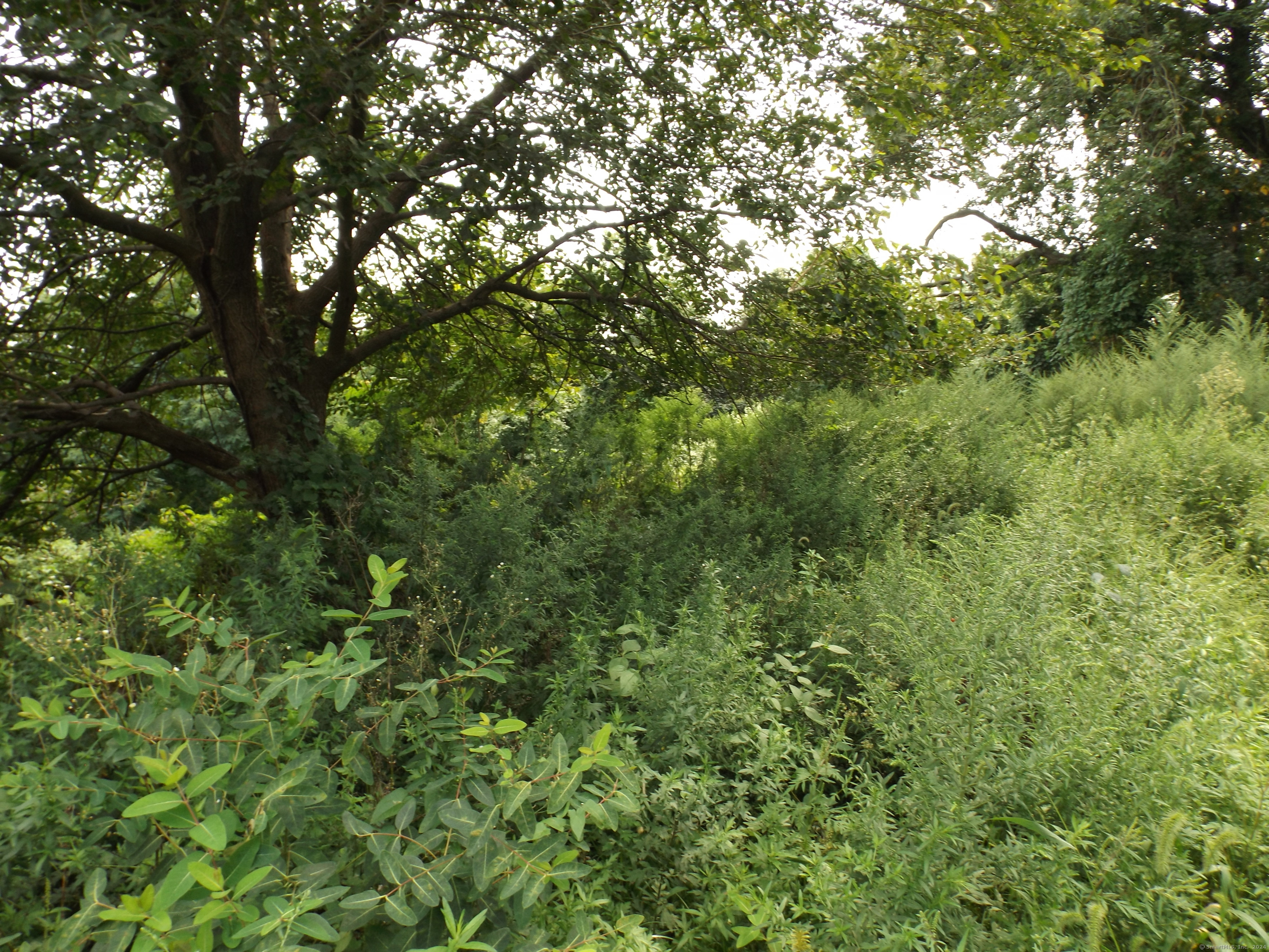 926 Hart Street Bridgeport, CT 06606 - Photo 13 of 32 a view of a lush green forest