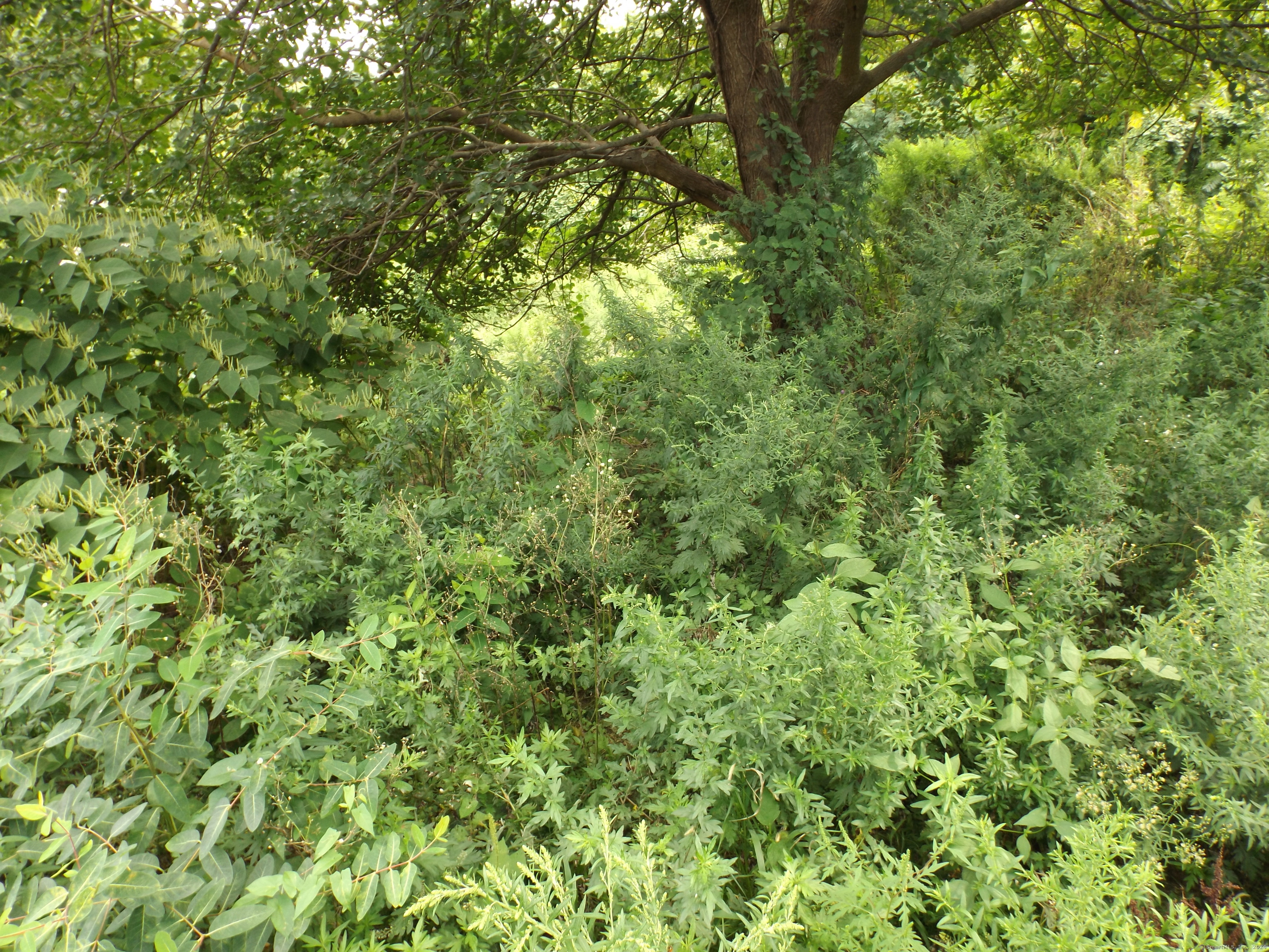 926 Hart Street Bridgeport, CT 06606 - Photo 14 of 32 a view of a lush green forest