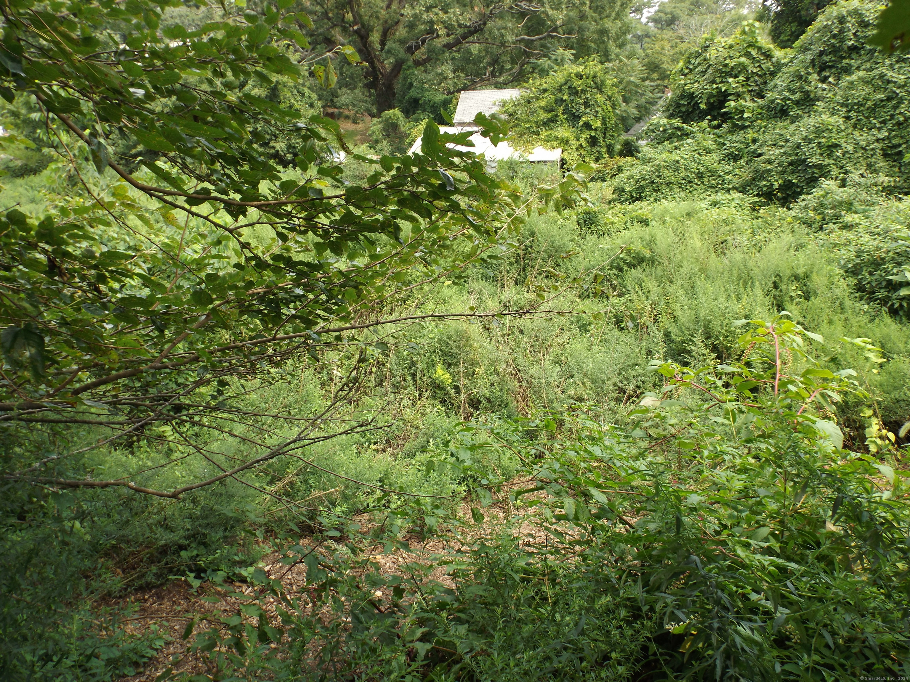 926 Hart Street Bridgeport, CT 06606 - Photo 15 of 32 a view of a lush green forest