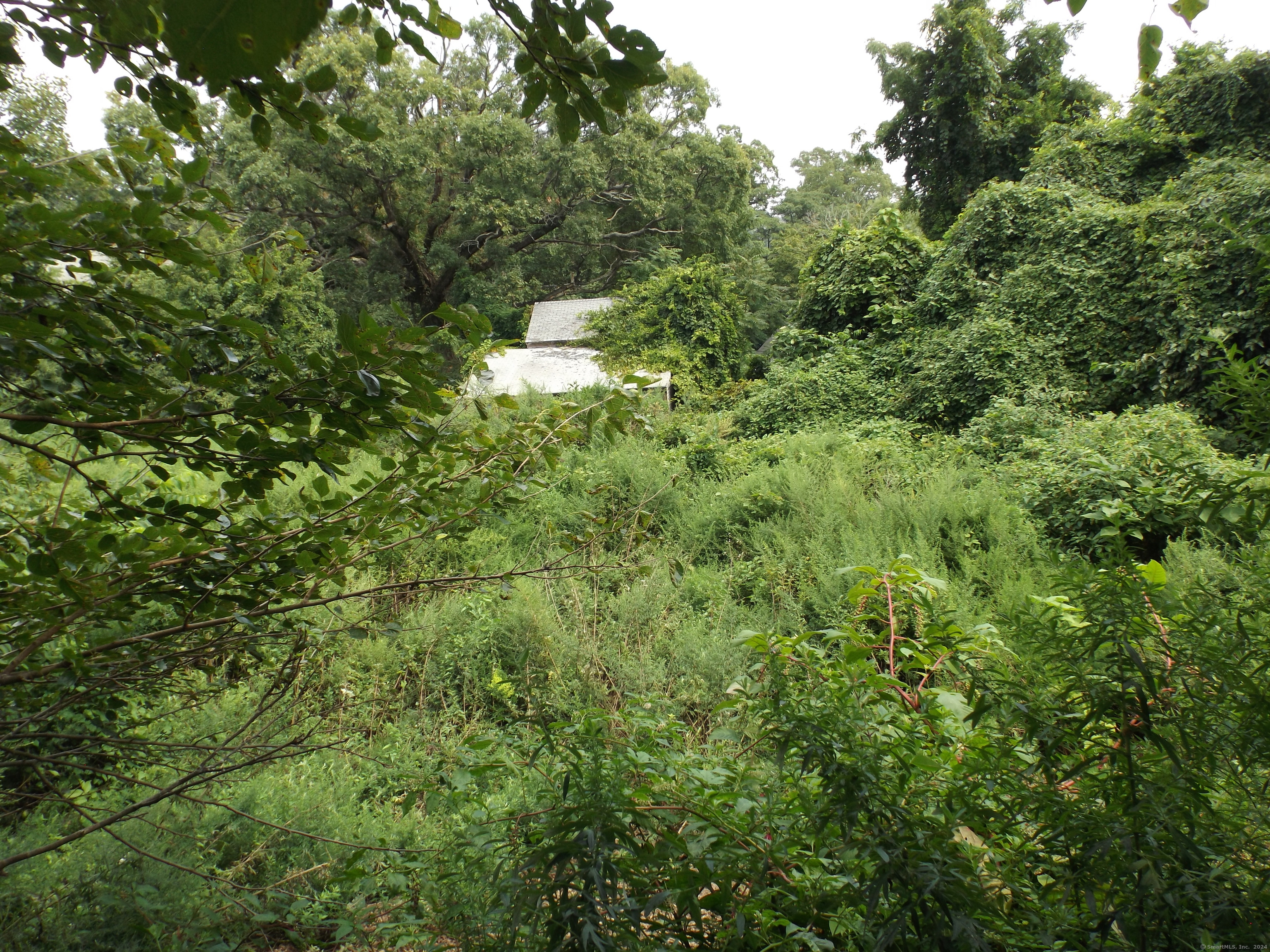 926 Hart Street Bridgeport, CT 06606 - Photo 16 of 32 a view of a forest with a tree