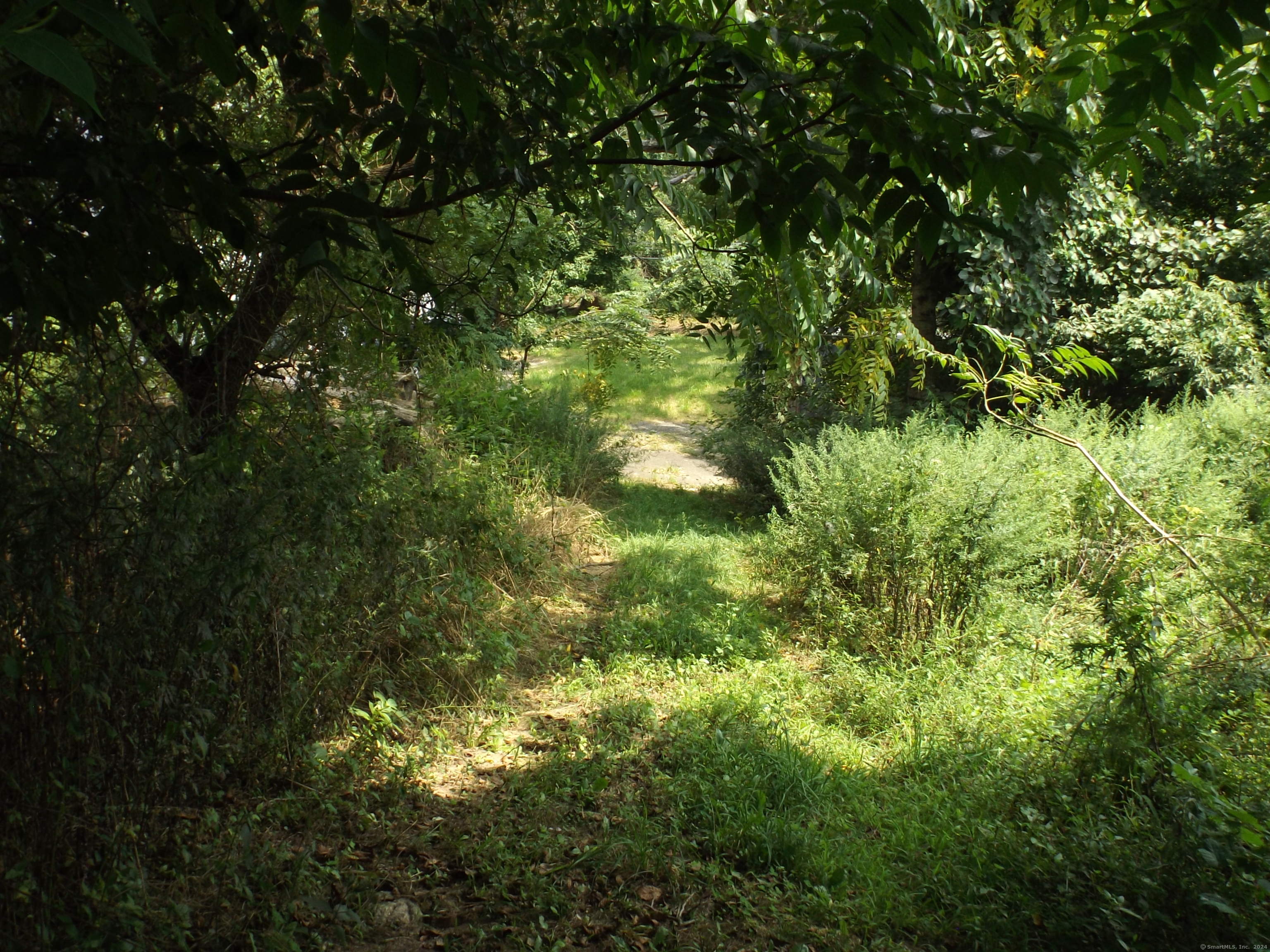 926 Hart Street Bridgeport, CT 06606 - Photo 22 of 32 a view of a lush green forest