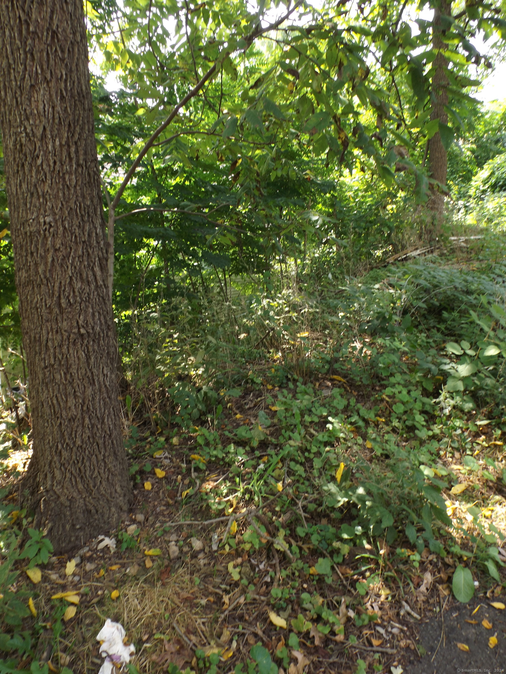 926 Hart Street Bridgeport, CT 06606 - Photo 28 of 32 a view of a tree in a yard