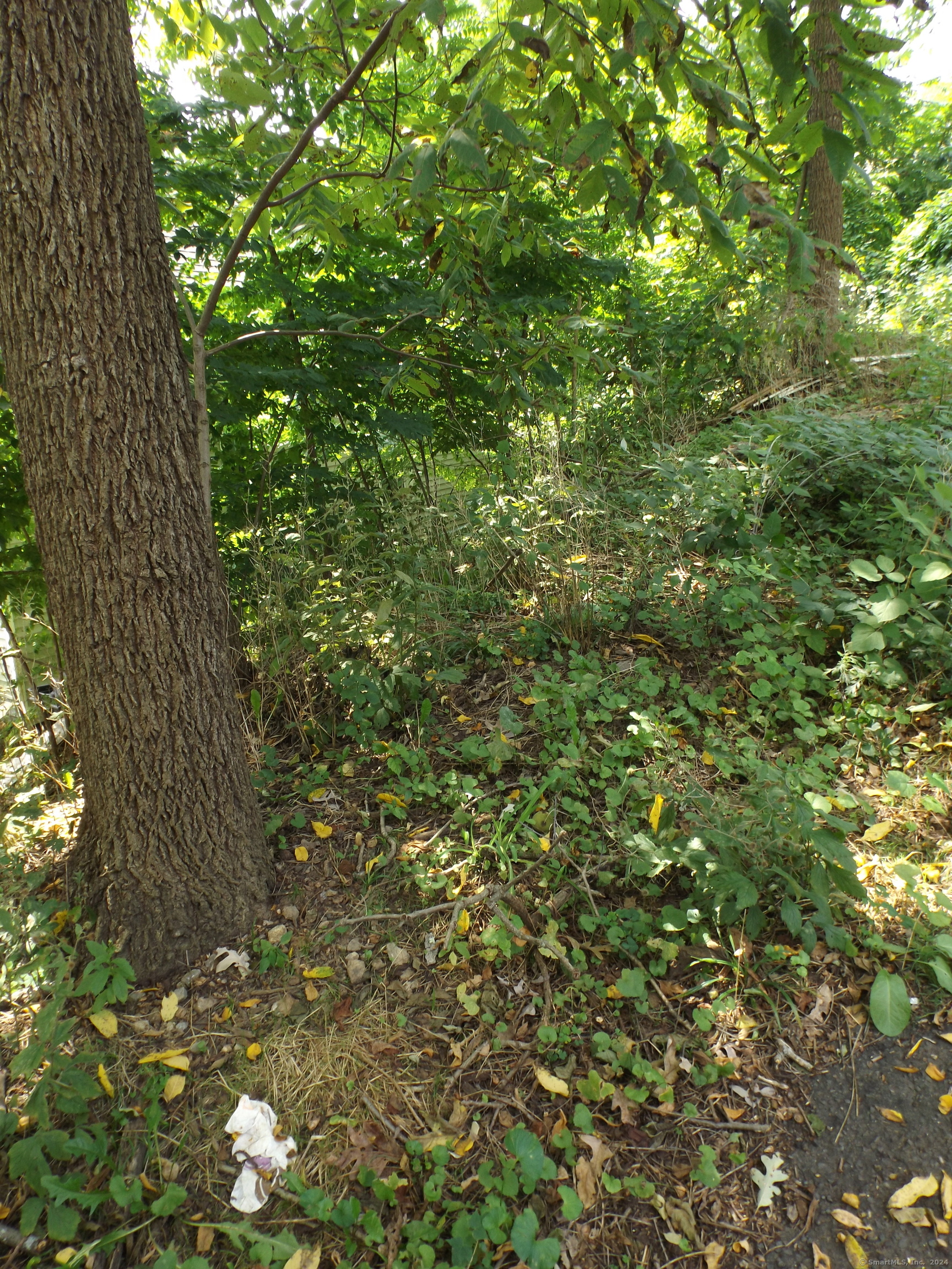 926 Hart Street Bridgeport, CT 06606 - Photo 29 of 32 a view of a tree in a yard