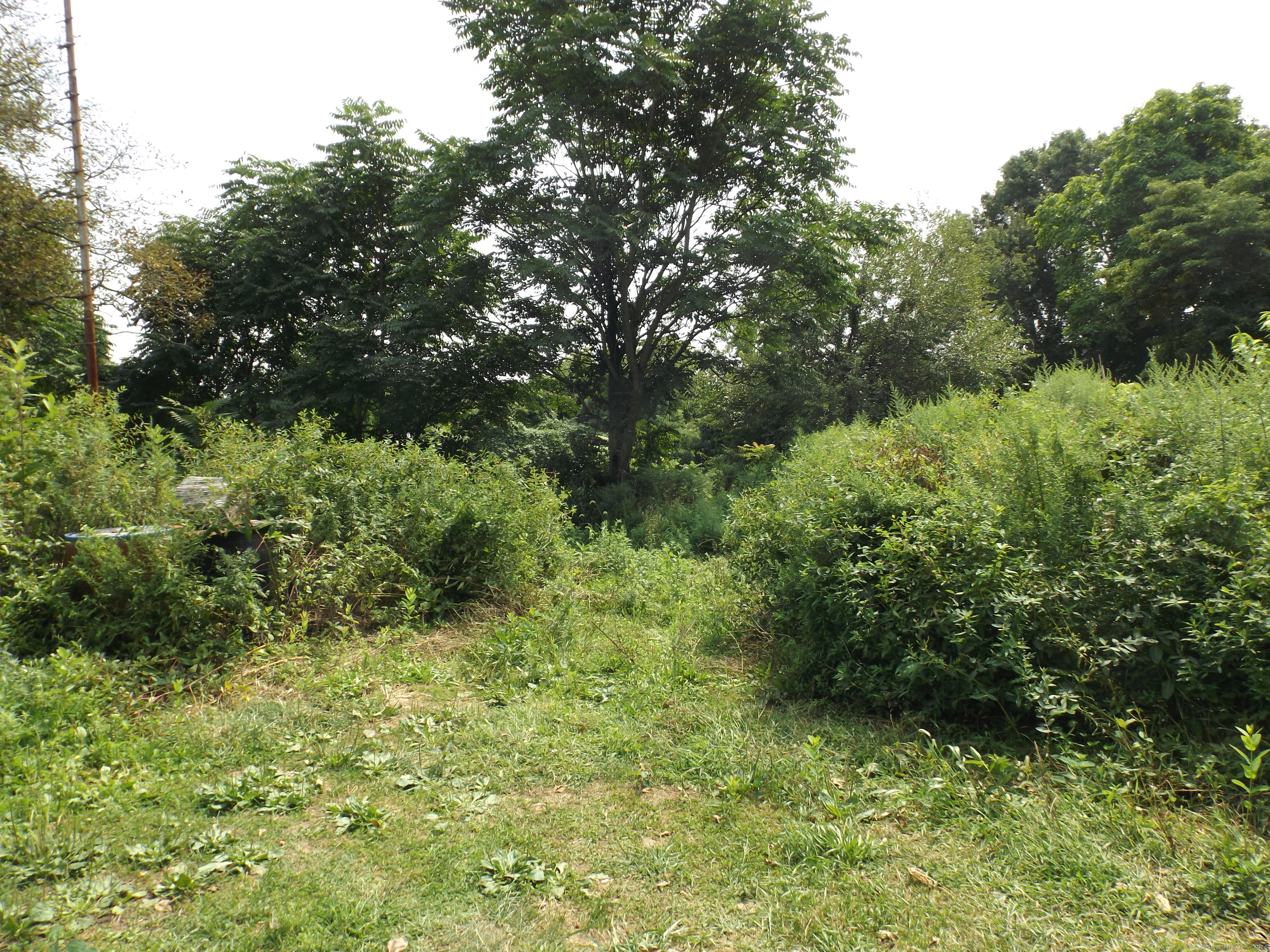 926 Hart Street Bridgeport, CT 06606 - Photo 3 of 32 a view of a lush green forest