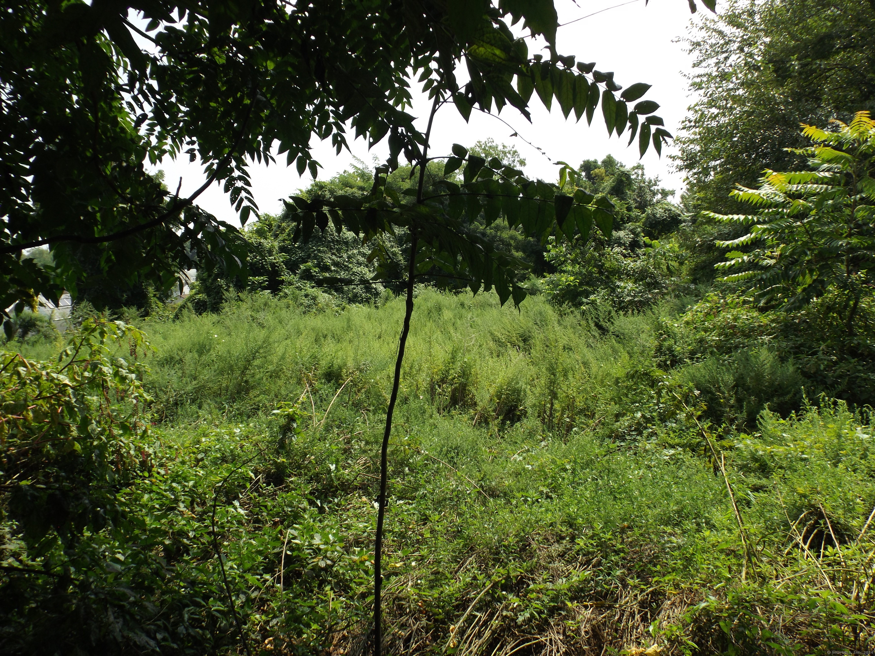 926 Hart Street Bridgeport, CT 06606 - Photo 31 of 32 a view of a lush green forest