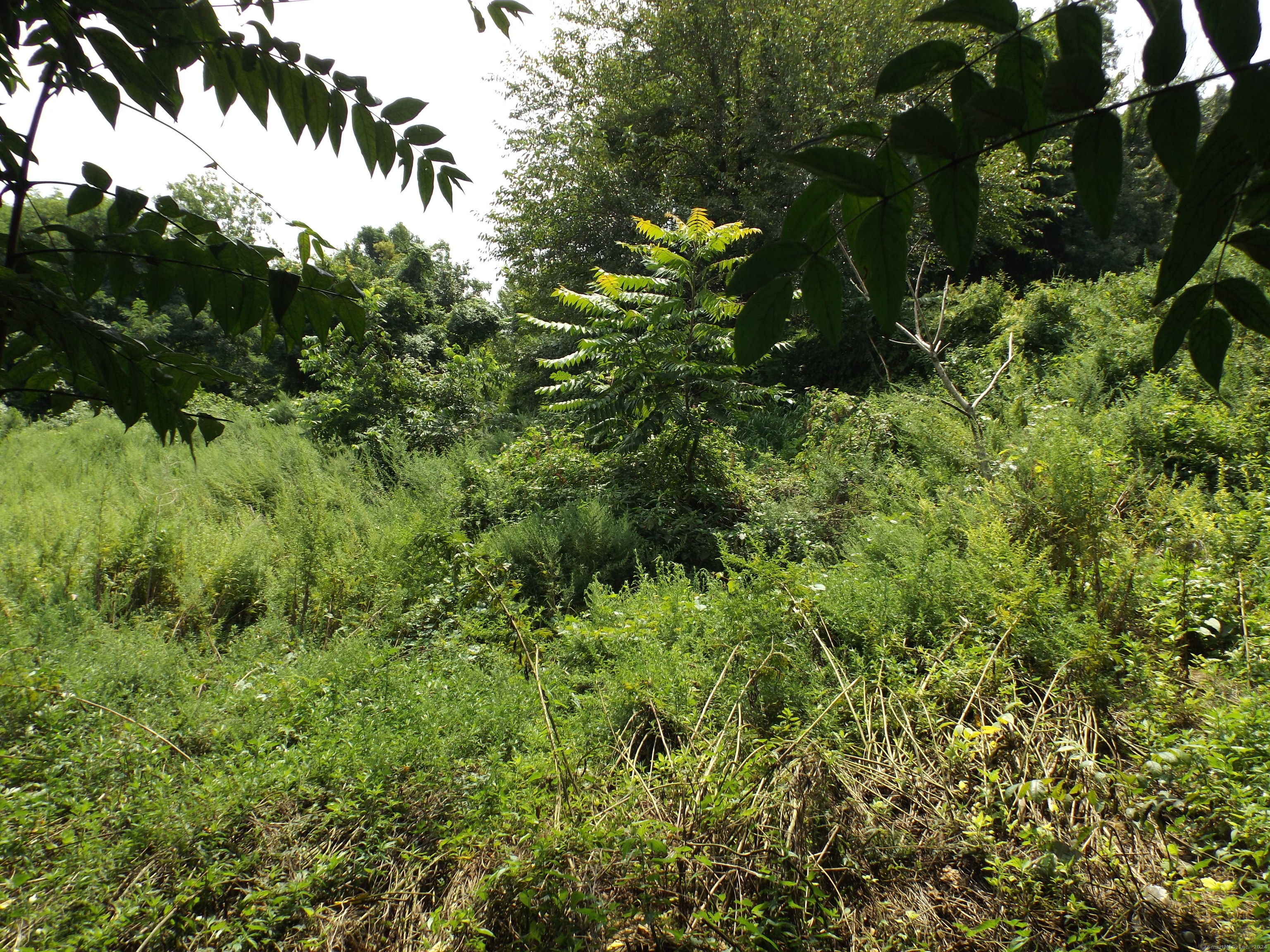 926 Hart Street Bridgeport, CT 06606 - Photo 32 of 32 a view of a lush green forest