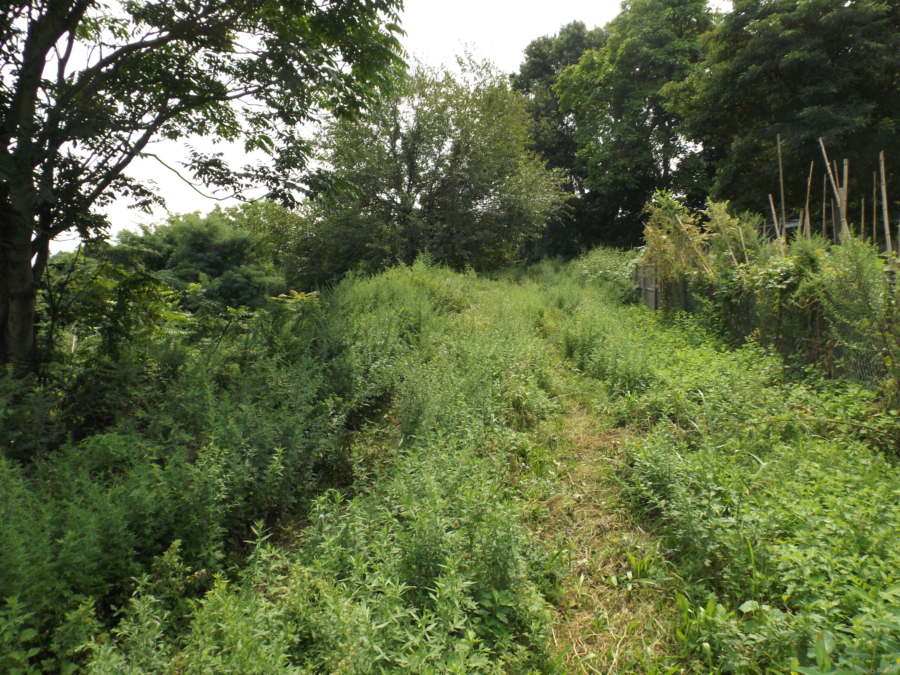 926 Hart Street Bridgeport, CT 06606 - Photo 4 of 32 a view of a lush green forest