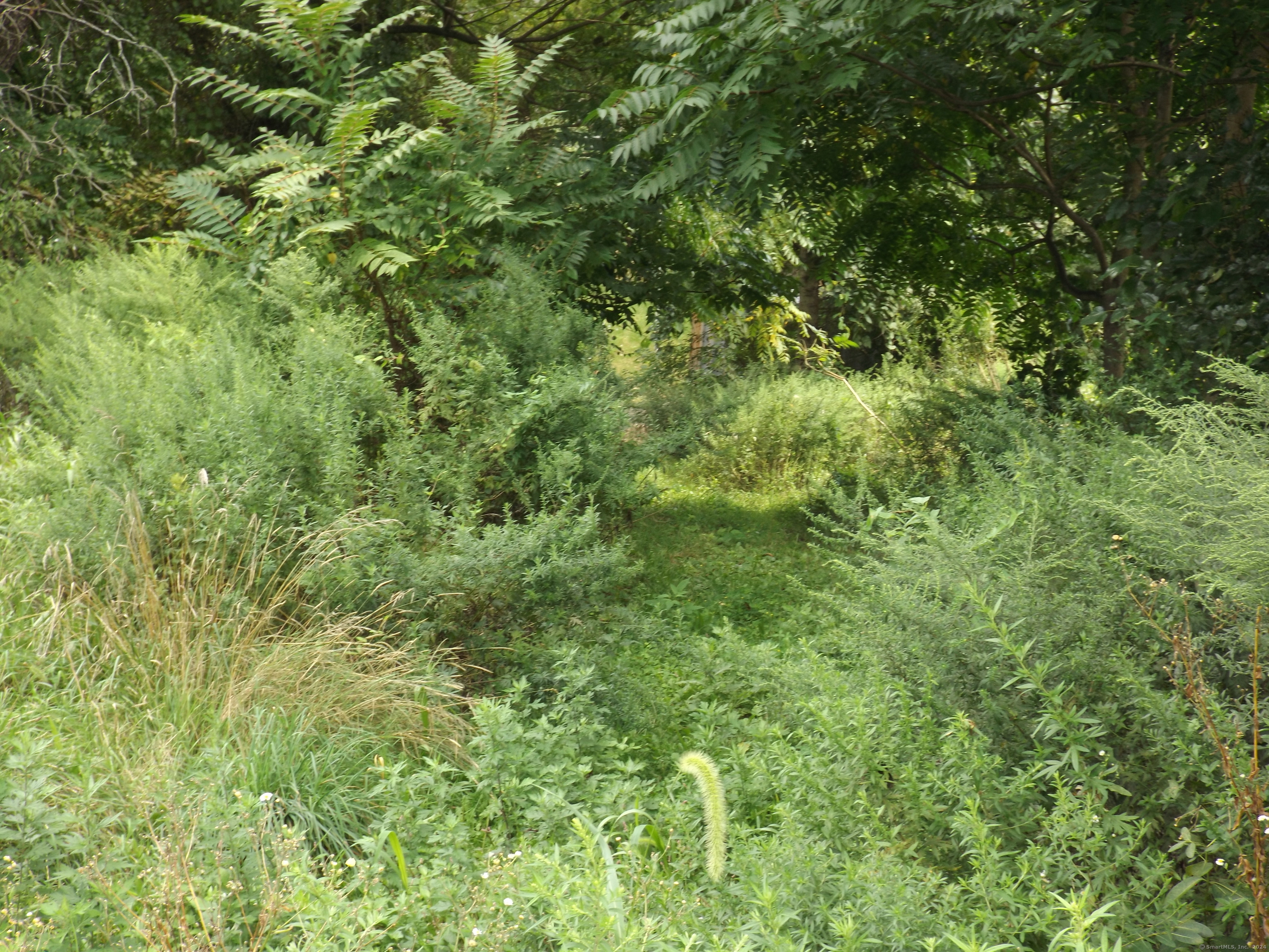926 Hart Street Bridgeport, CT 06606 - Photo 5 of 32 a view of a lush green forest