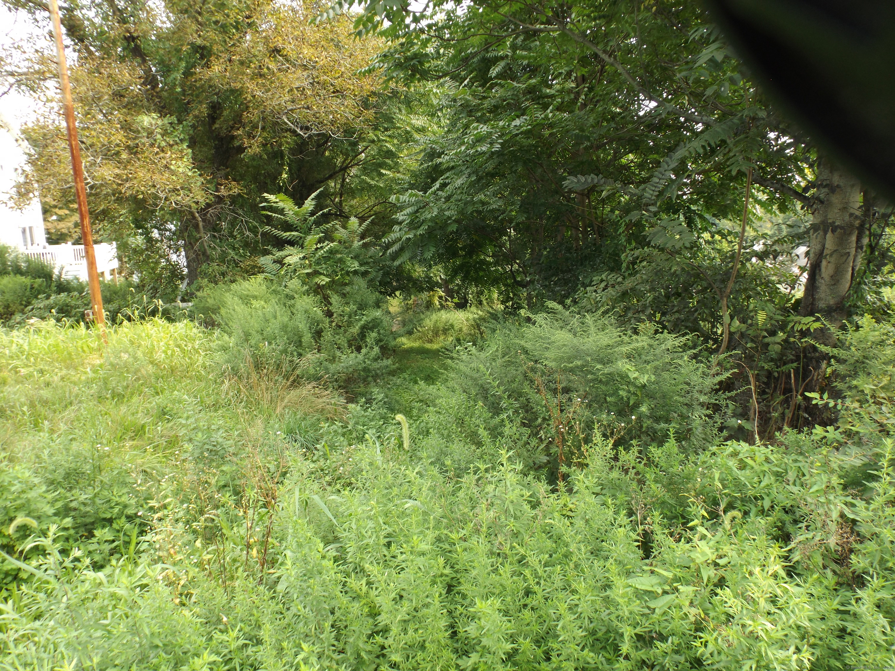 926 Hart Street Bridgeport, CT 06606 - Photo 6 of 32 a view of a lush green forest