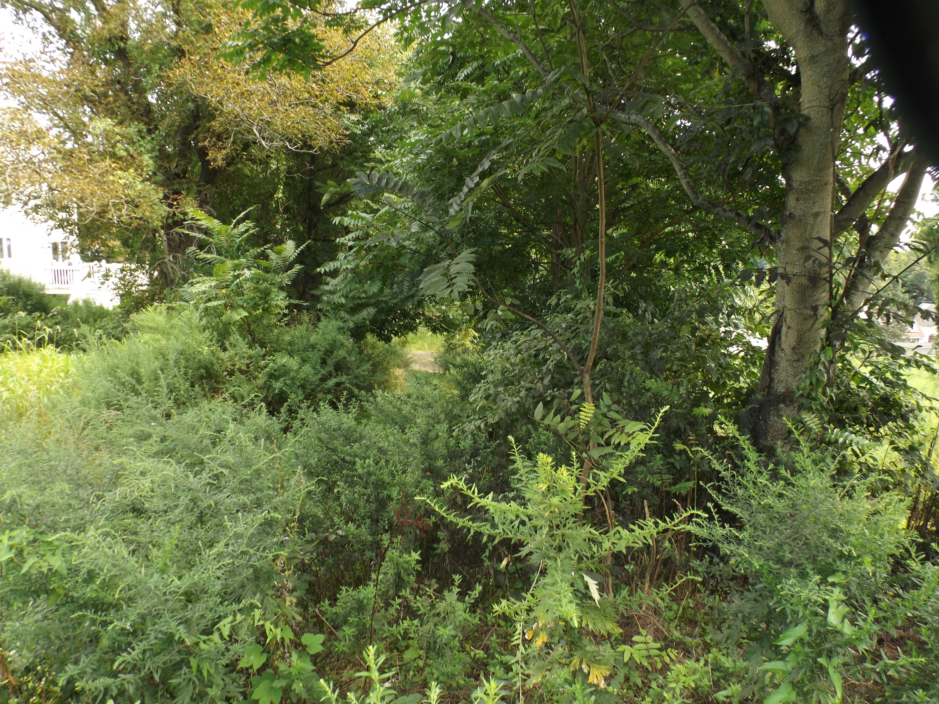926 Hart Street Bridgeport, CT 06606 - Photo 7 of 32 a view of a lush green forest