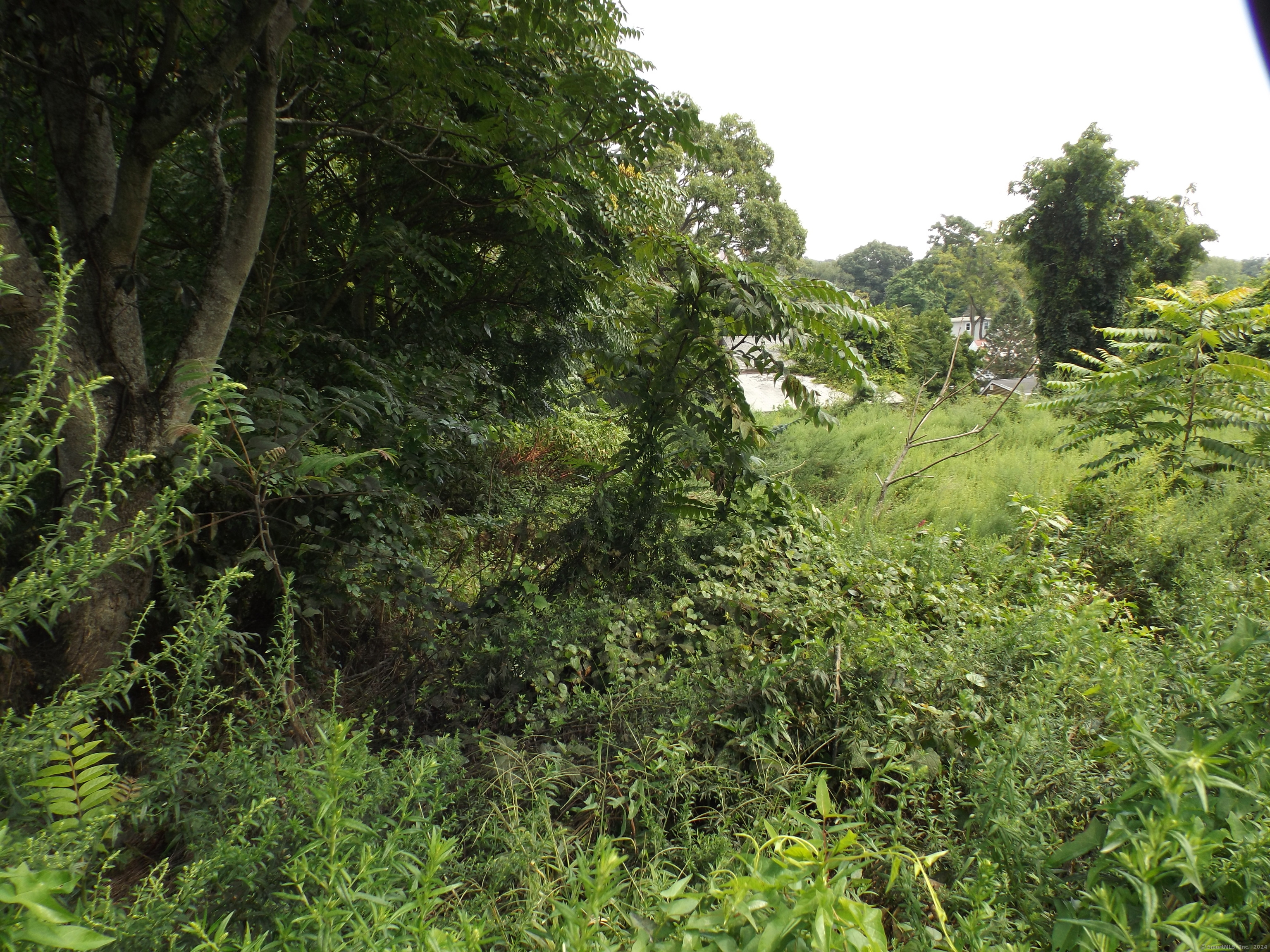 926 Hart Street Bridgeport, CT 06606 - Photo 8 of 32 a view of a lush green forest