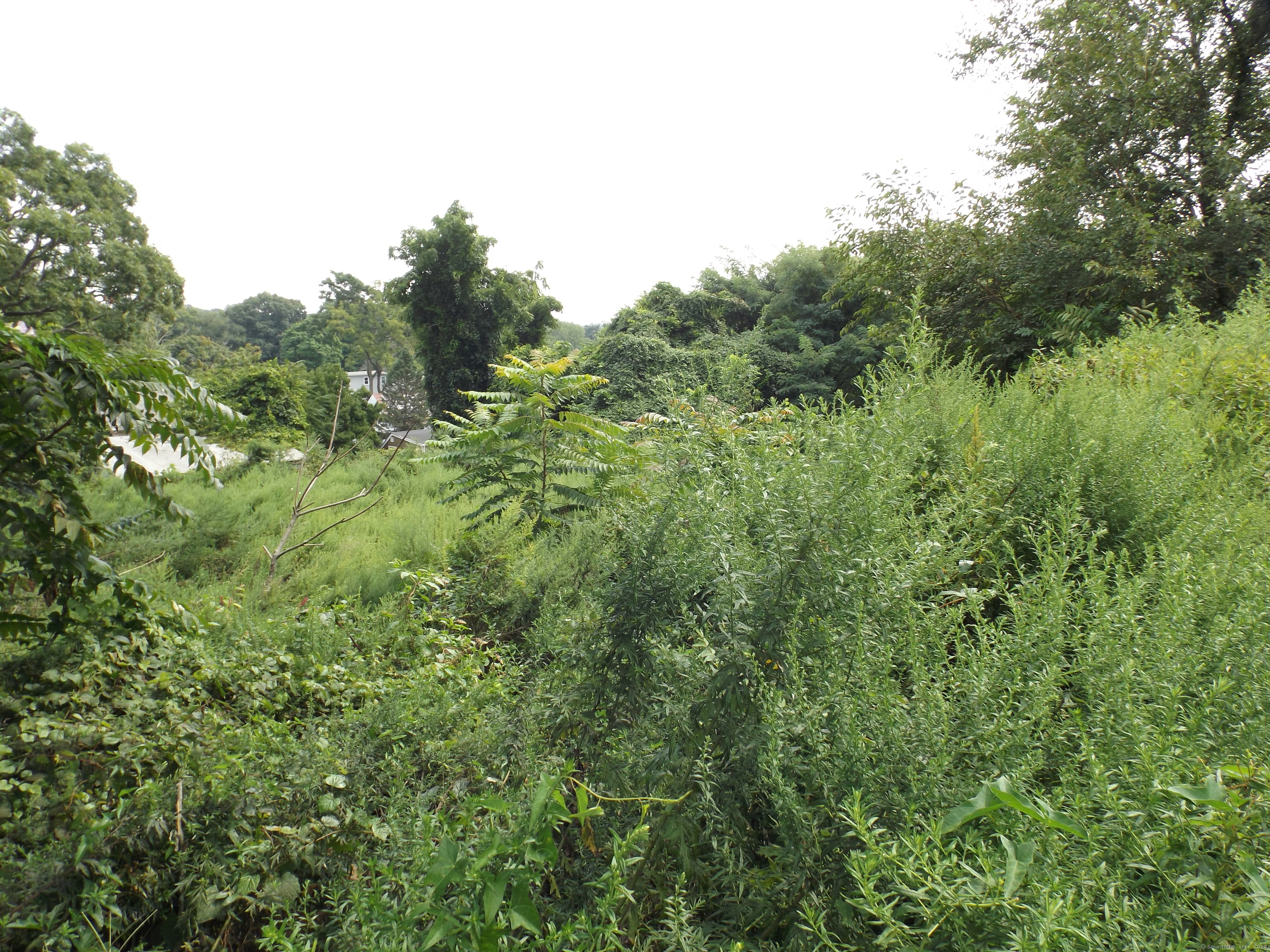 926 Hart Street Bridgeport, CT 06606 - Photo 9 of 32 a view of a lush green forest with trees in the background