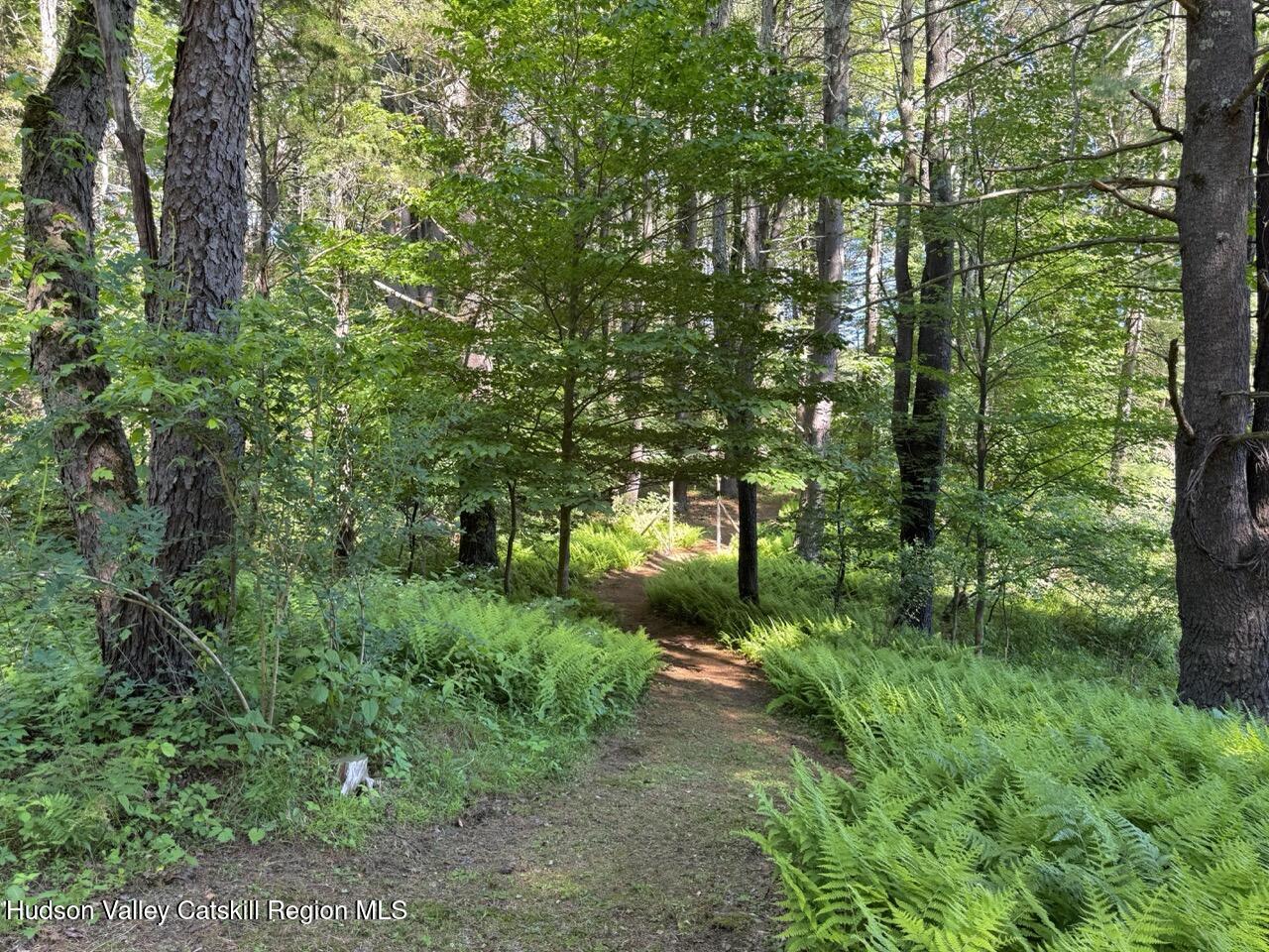 177 Webber Road Earlton, NY 12058 - Photo 19 of 50 a lush green forest with lots of trees