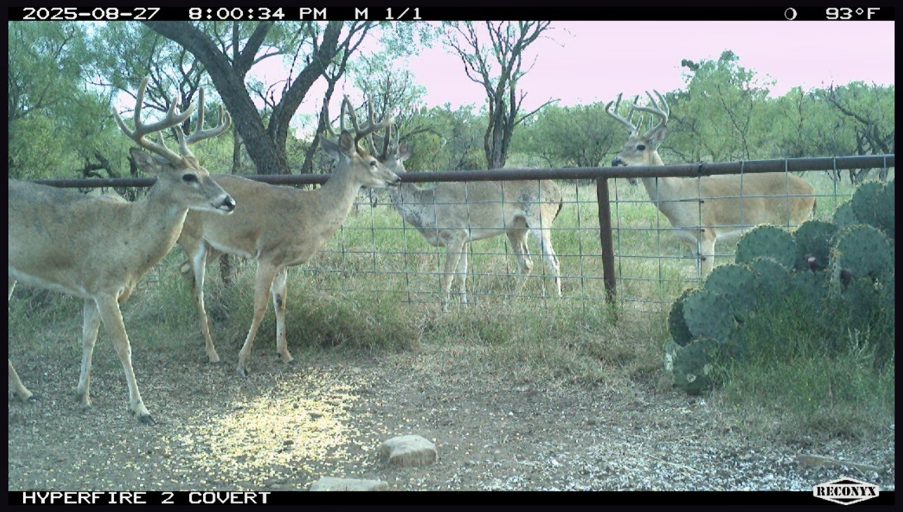 723 Fm 2926 Baird, TX 79504 - Photo 5 of 26 a view of a lake with a forest