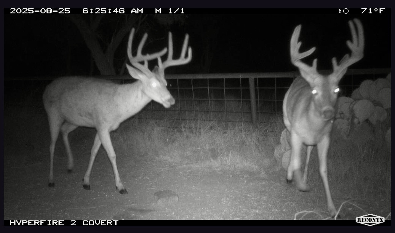 723 Fm 2926 Baird, TX 79504 - Photo 8 of 26 a close view of light fixtures
