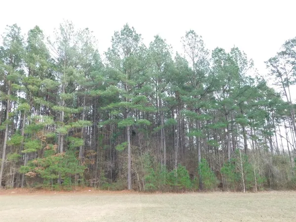 a view of a forest