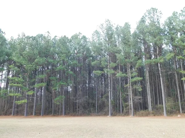 a view of a forest filled with trees