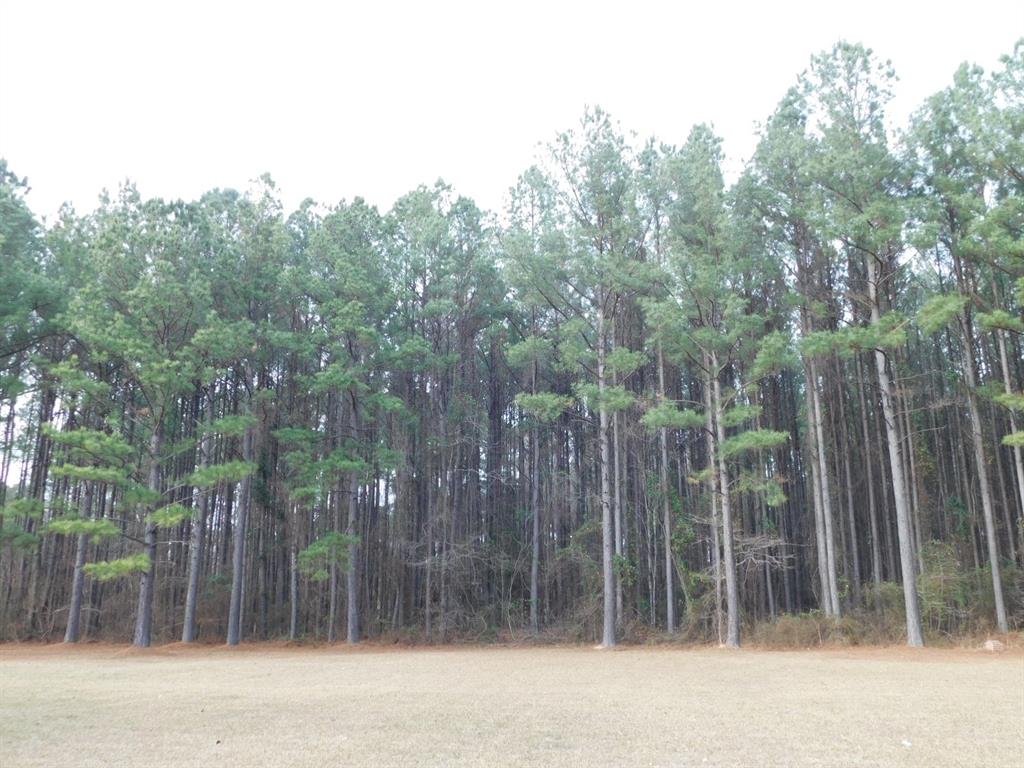 25707 Highway 371 Sarepta, LA 71071 - Photo 27 of 30 a view of a forest