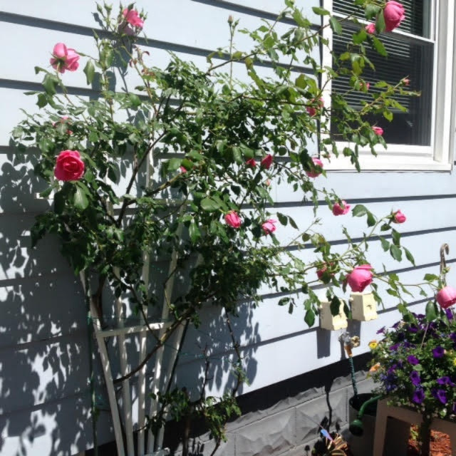 403 First Street North Muskegon, MI 49445 - Photo 32 of 36 roses