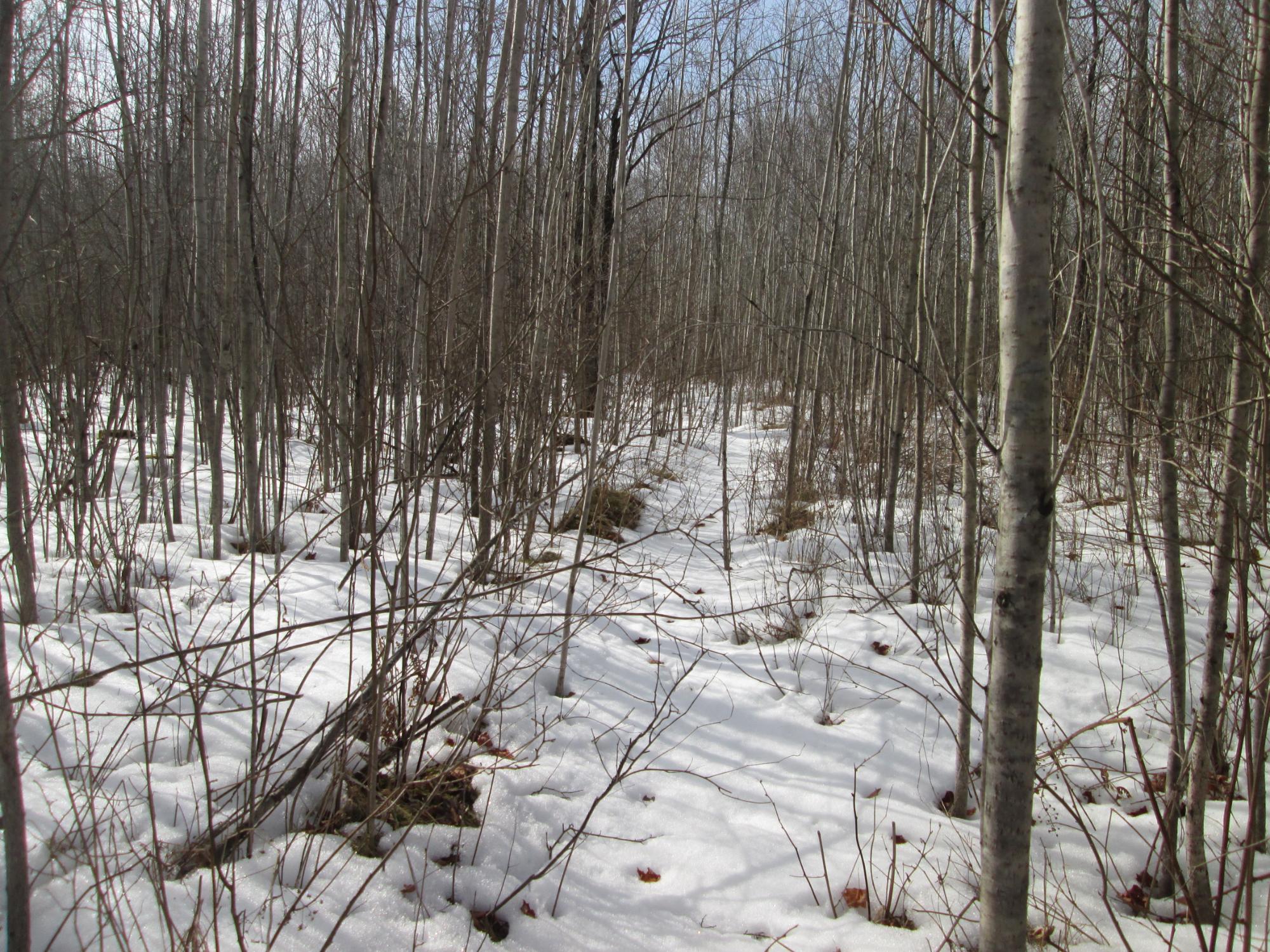 0 Star Lake Road Crandon, WI 54520 - Photo 5 of 6 Gallery Image 5