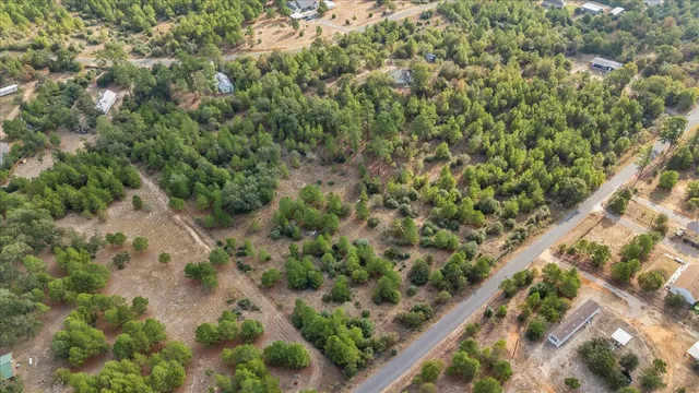 a view of a forest with a plant