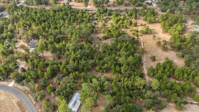 a view of a forest with a tree