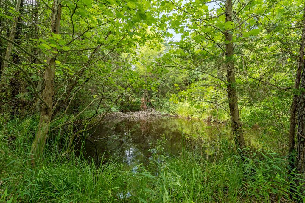 2910 North Wesley Chapel Road Greeneville, TN 37745 - Photo 36 of 40 Pond