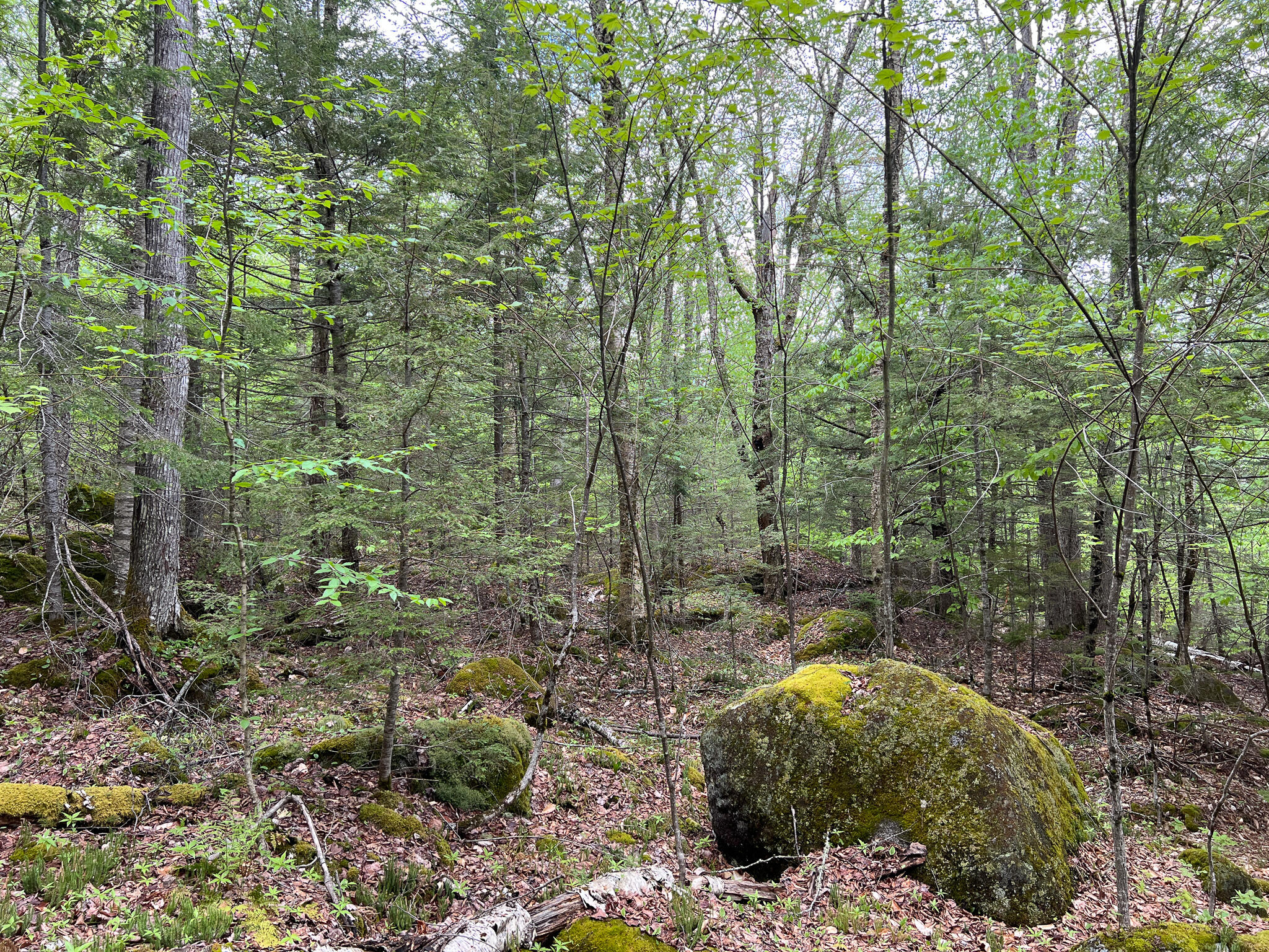 Lote-6 Webb Cove Road Lowell, ME 04493 - Photo 13 of 14 IMG_1434