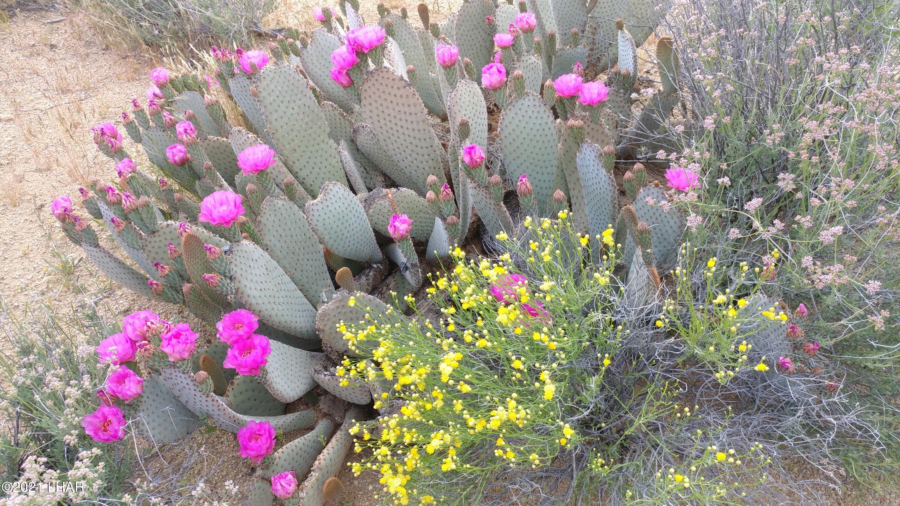 3324 South Custer Road Yucca, AZ 86438 - Photo 10 of 20 Beaver Tail Cactus in bloom