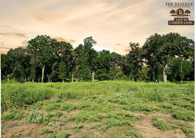 a view of a lush green space