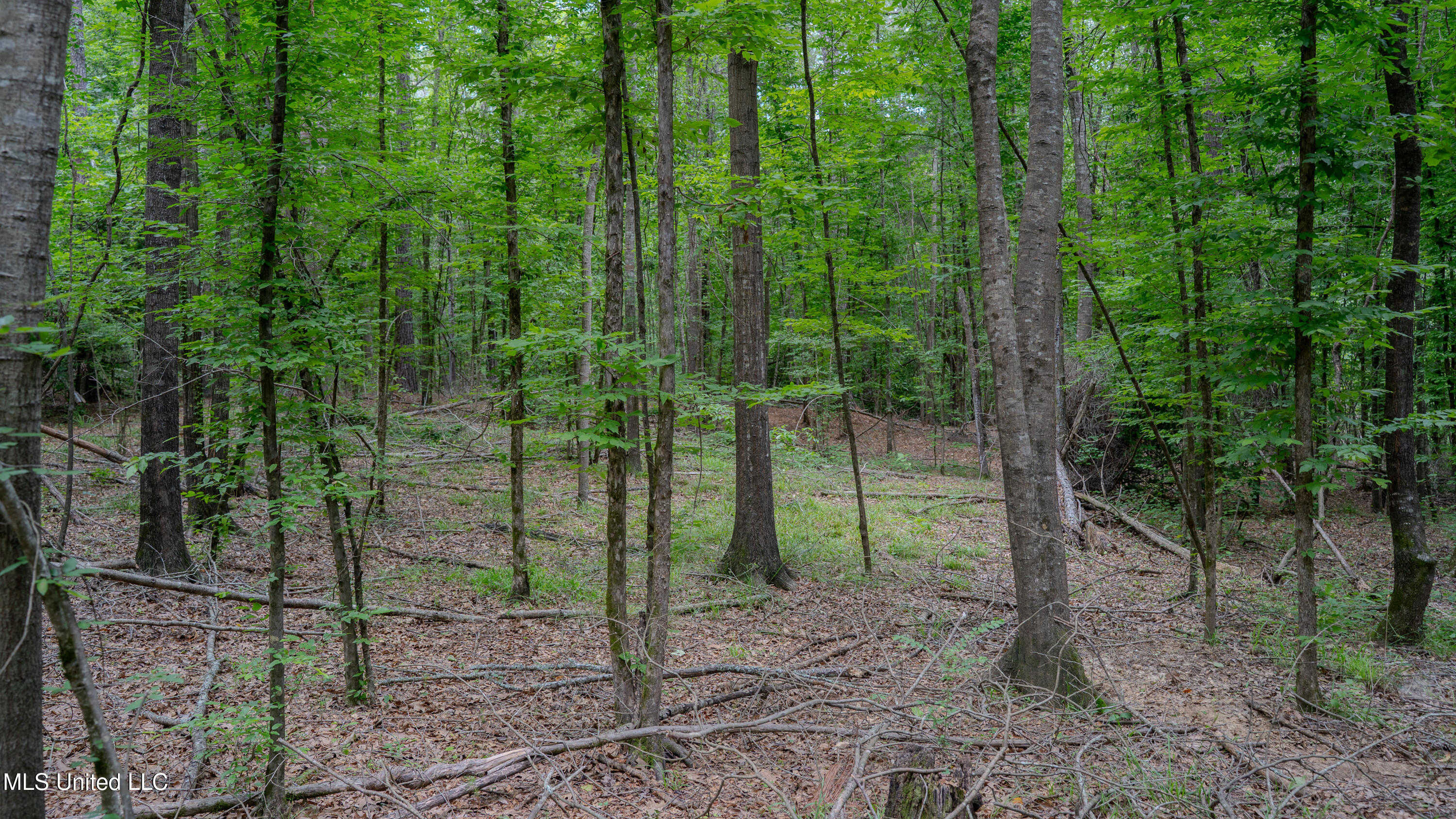 Oooo Big Creek Road Byram, MS 39212 - Photo 15 of 50 56.64 Acre-TERRY-MWLG-17