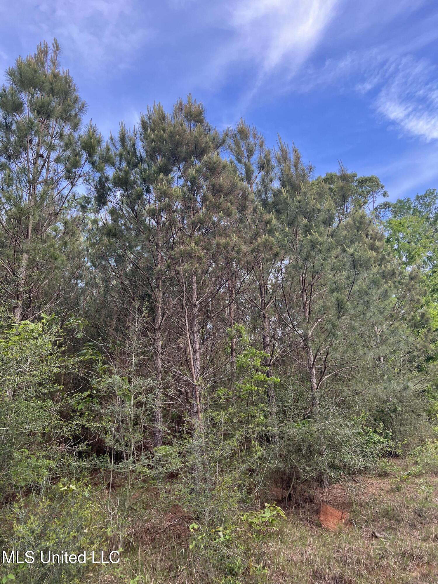 230 Co Road Shubuta, MS 39360 - Photo 3 of 6 IMG_2066