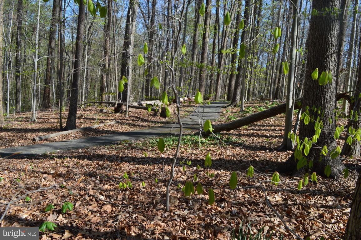 6249 Rathlin Drive Springfield, VA 22152 - Photo 3 of 38 Walking trail right behind the house