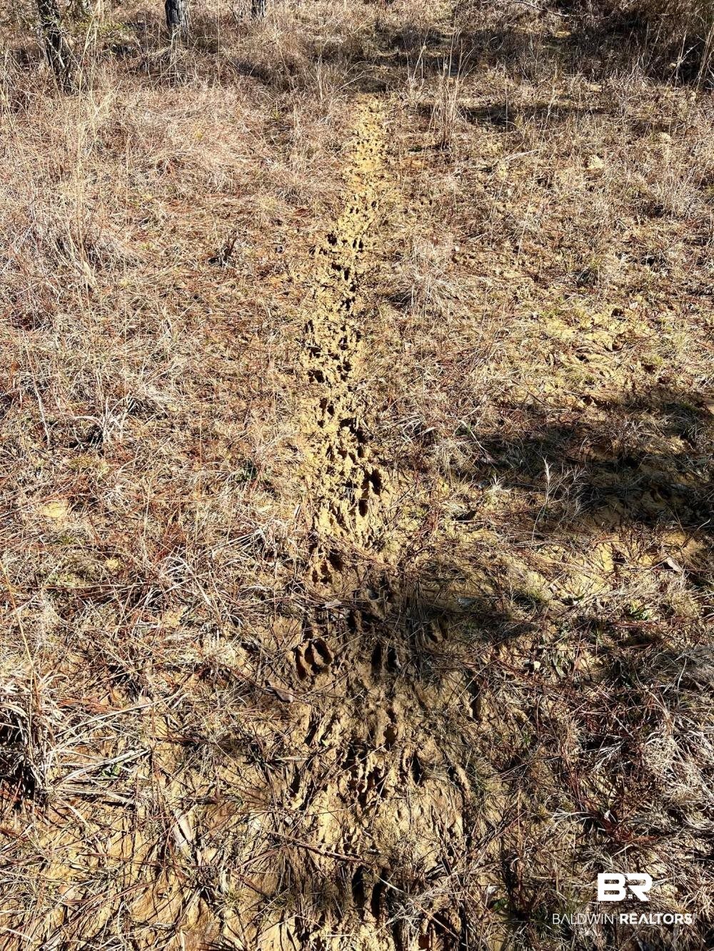 0 Country Road Deer Park, AL 36529 - Photo 10 of 46