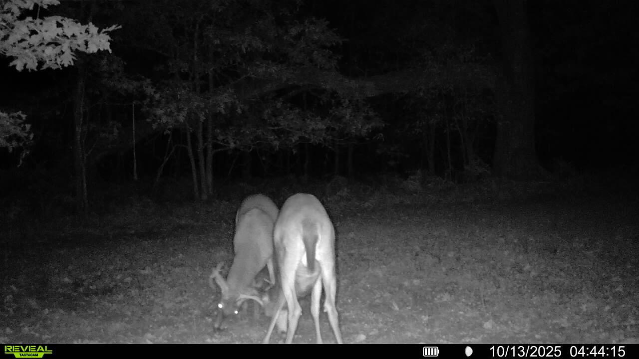 7 West Mile Road Irons, MI 49644 - Photo 10 of 49 IMG_20260606_224721 (1)