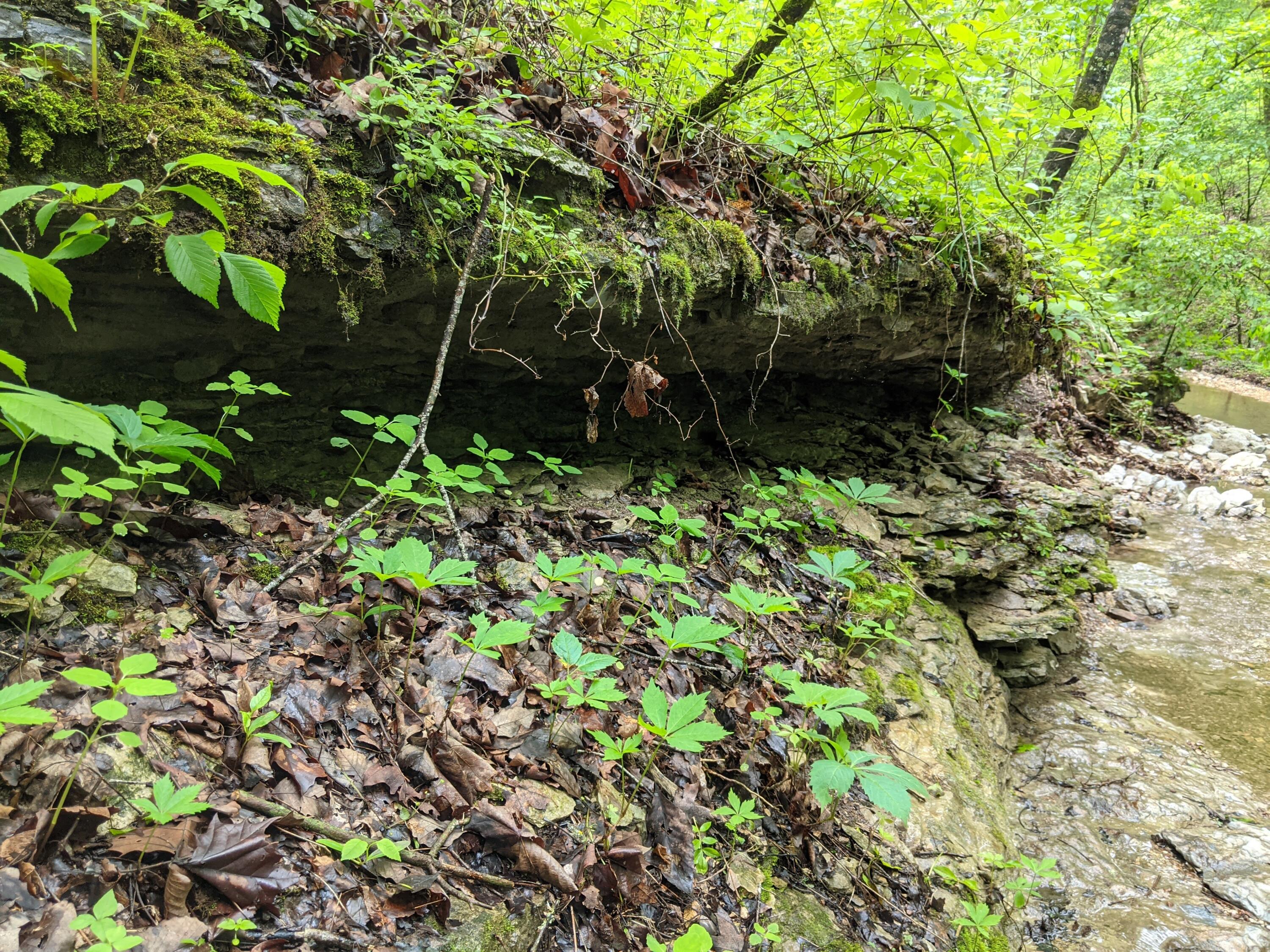 0 Coyote Ridge Road Cassville, MO 65625 - Photo 21 of 36 PXL_20210522_182124832.MP