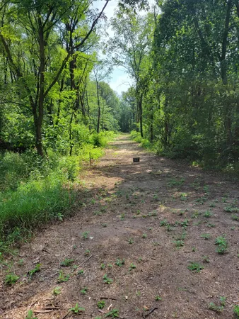 a view of a dirt road with large trees