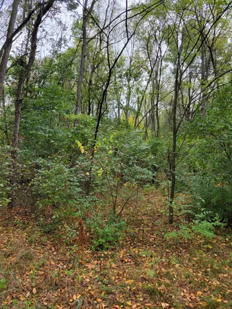 a view of a lush green forest