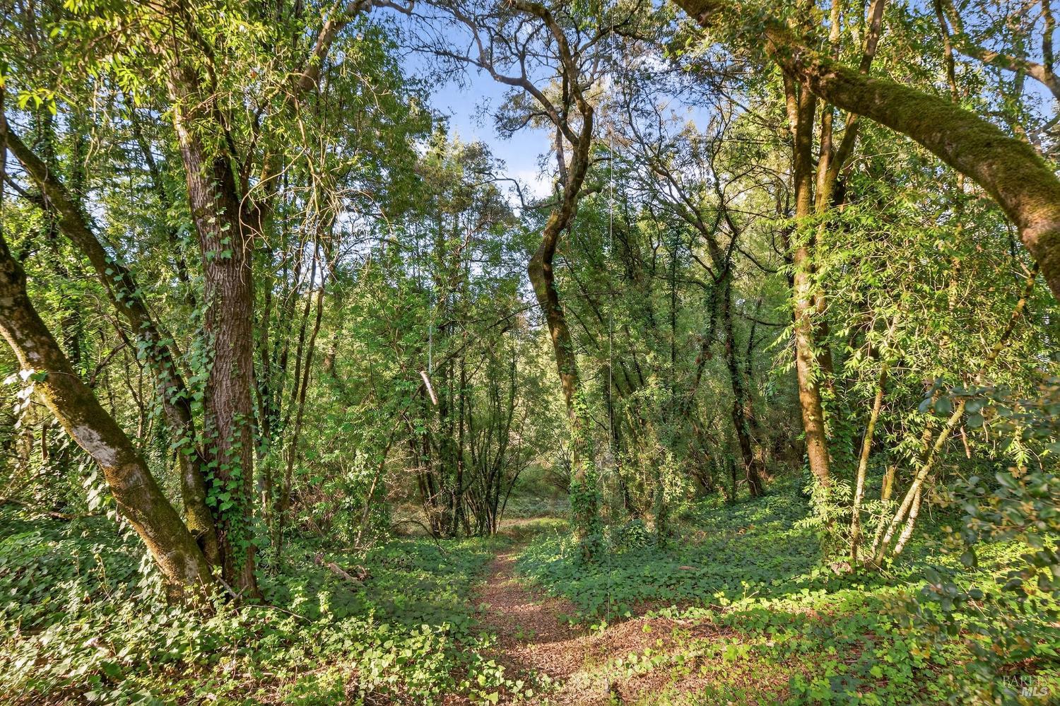 1450 Timberhill Road Santa Rosa, CA 95401 - Photo 41 of 50 a backyard of a house with lots of green space