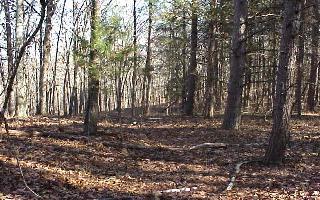 6411 Shirley Pond Road Harrison, TN 37341 - Photo 8 of 9 Additional Photo