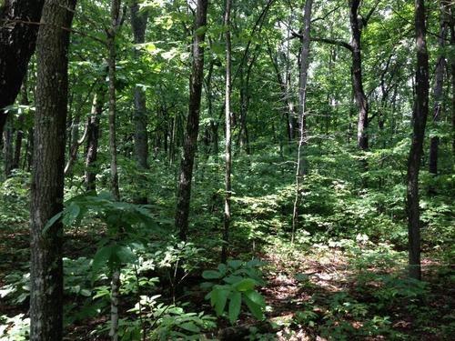 Goosepond Road Road, Unit 5 Monterey, TN 38574 - Photo 1 of 1 93ff97a8-fd5a-c715-5e5bd444a5fe882b