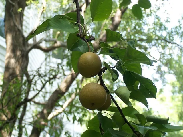 $4,799,000 | 89 University Road, Brookline, MA 02445