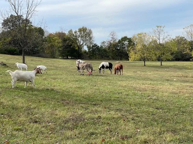 a view of a backyard with table and chairs